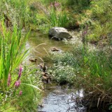 1208F 022 Neckar noch als Bach